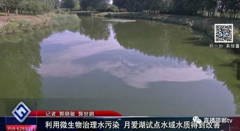 微生物技術(shù)點亮月愛湖 試點水域水質(zhì)改善，為水污染治理提供新路徑